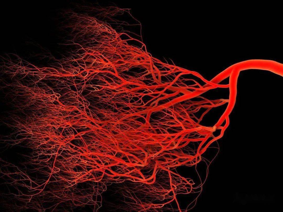 毛细血管通透性图片