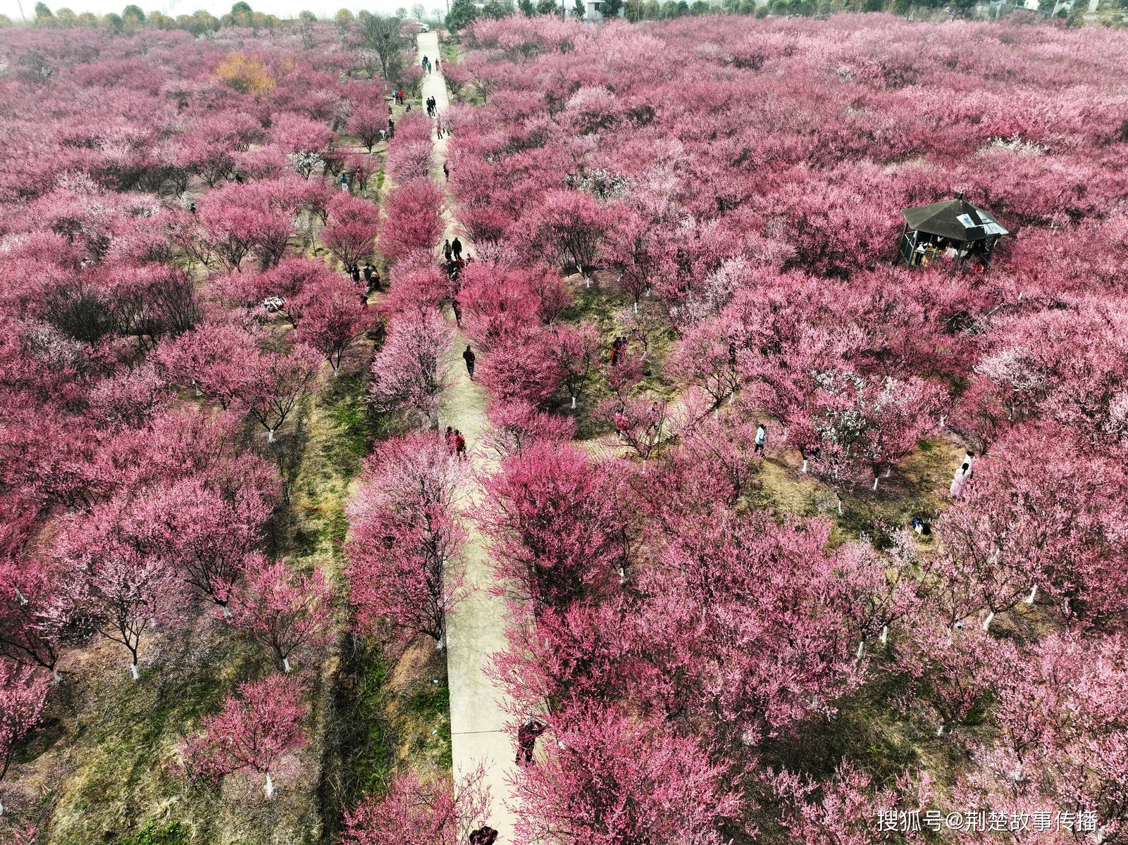 湖北枝江:探春赏梅春光美-搜狐大视野-搜狐新闻