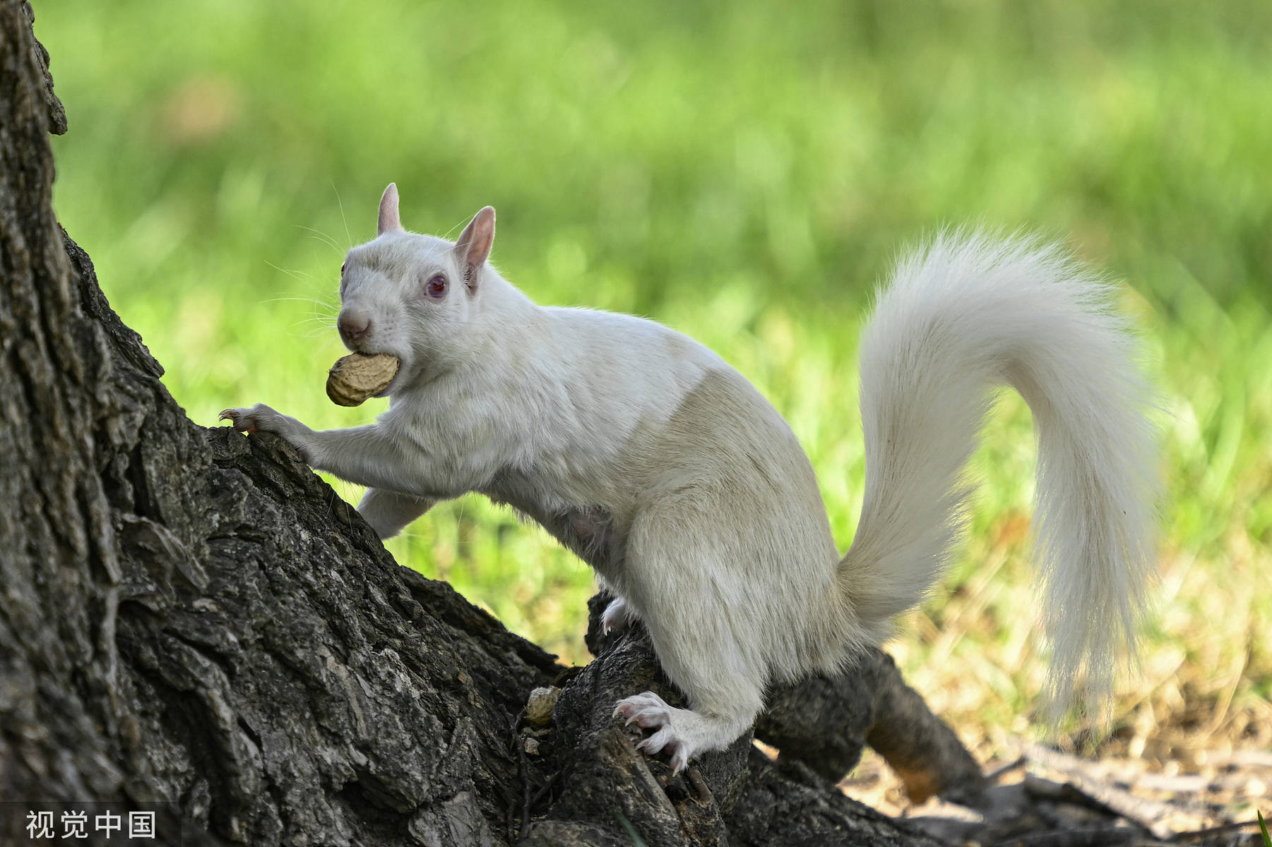 美国华盛顿特区发现罕见白化松鼠蹑手蹑脚觅食