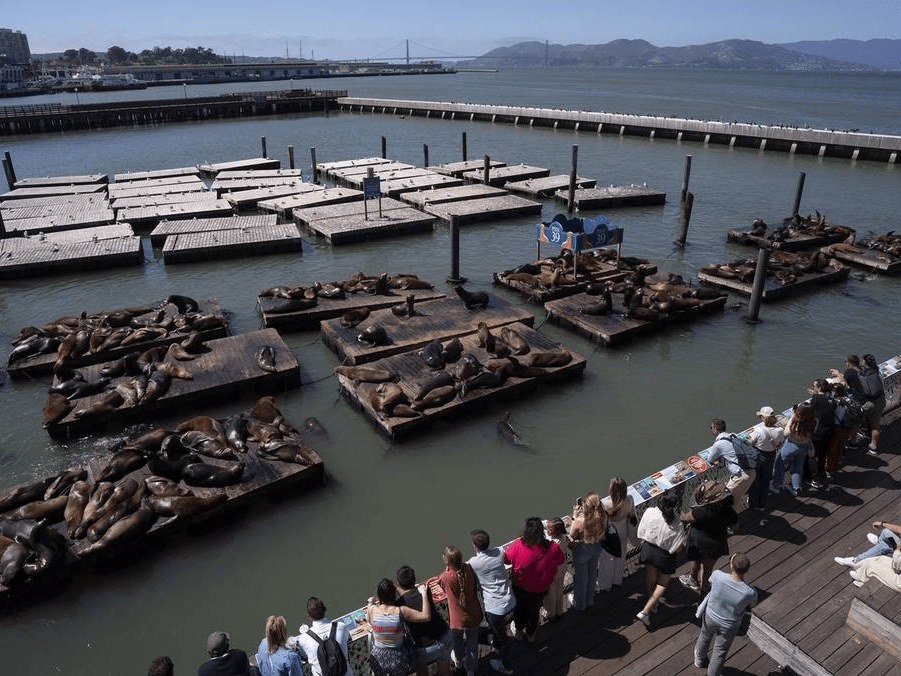 美国旧金山39号码头成群海狮悠然度时光