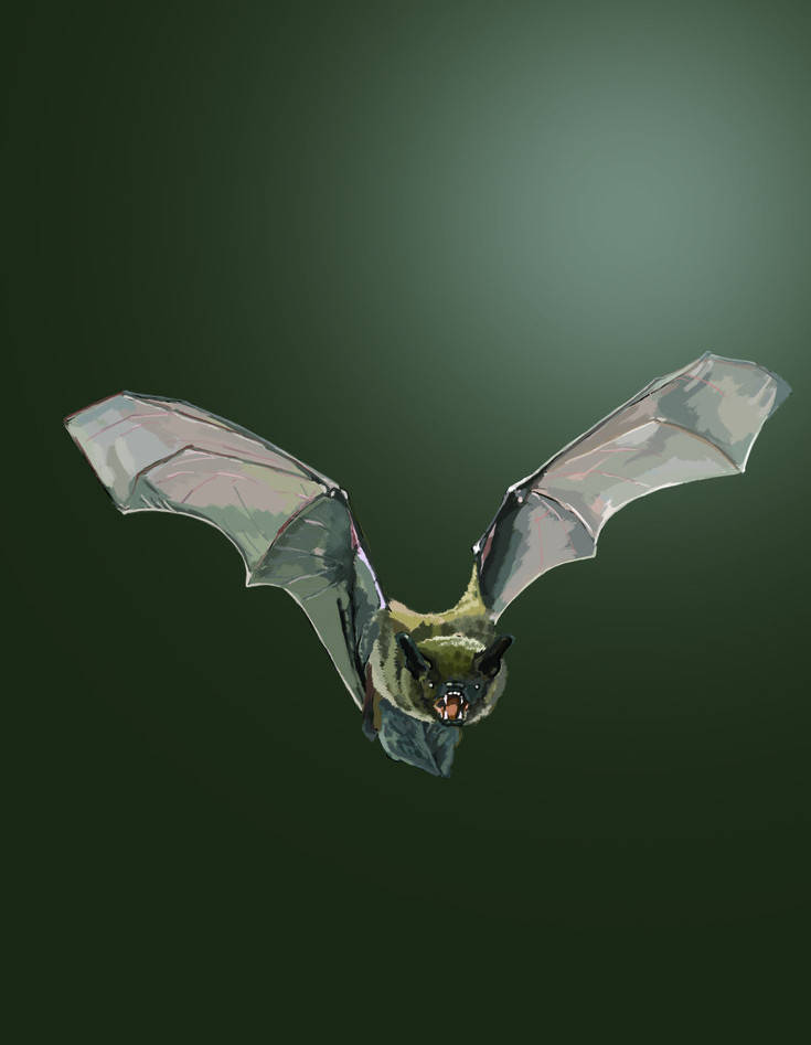 为什么蝙蝠感染冠状病毒后不会生病