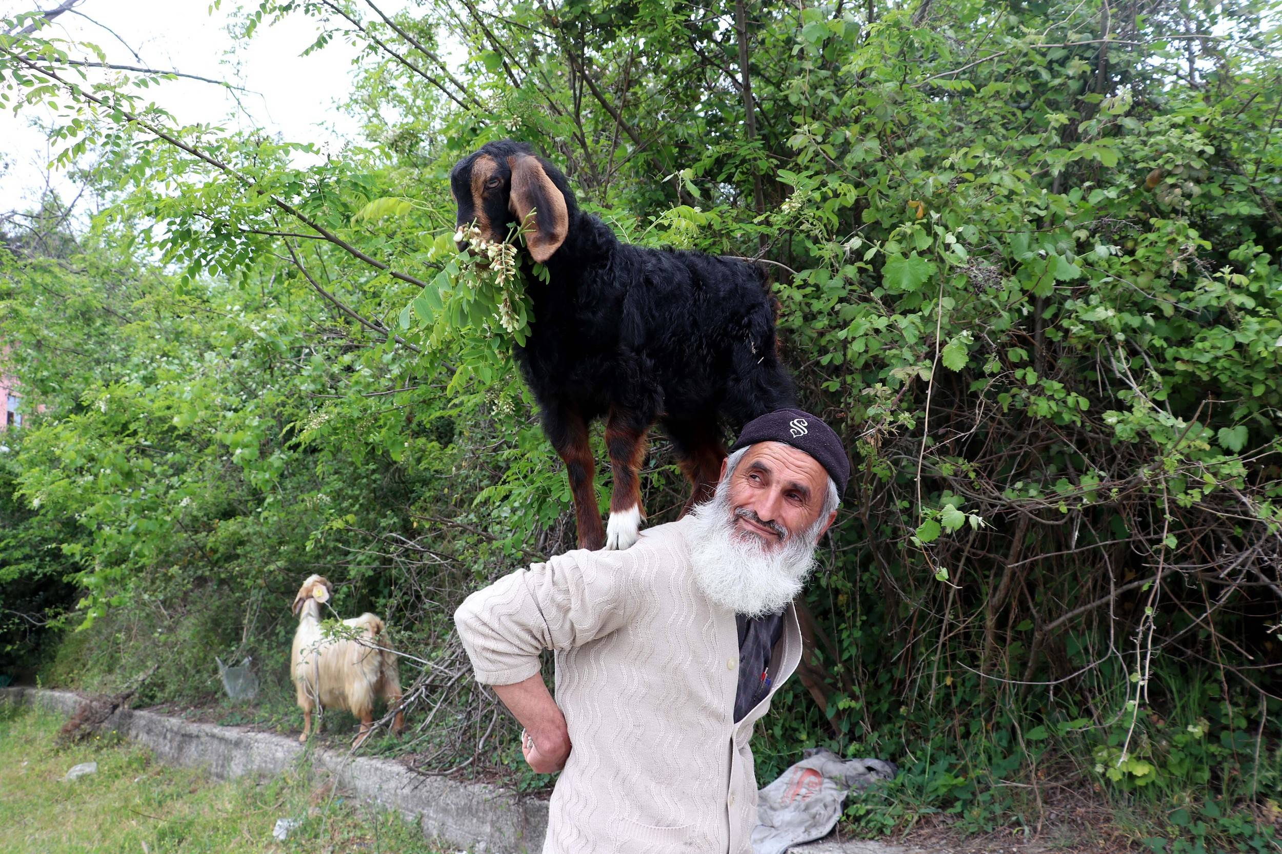 在偏远的山中带羊的土耳其牧羊人 编辑类库存照片. 图片 包括有 小山, 农场, 羊羔, 种秣草地, 绿色 - 184872148