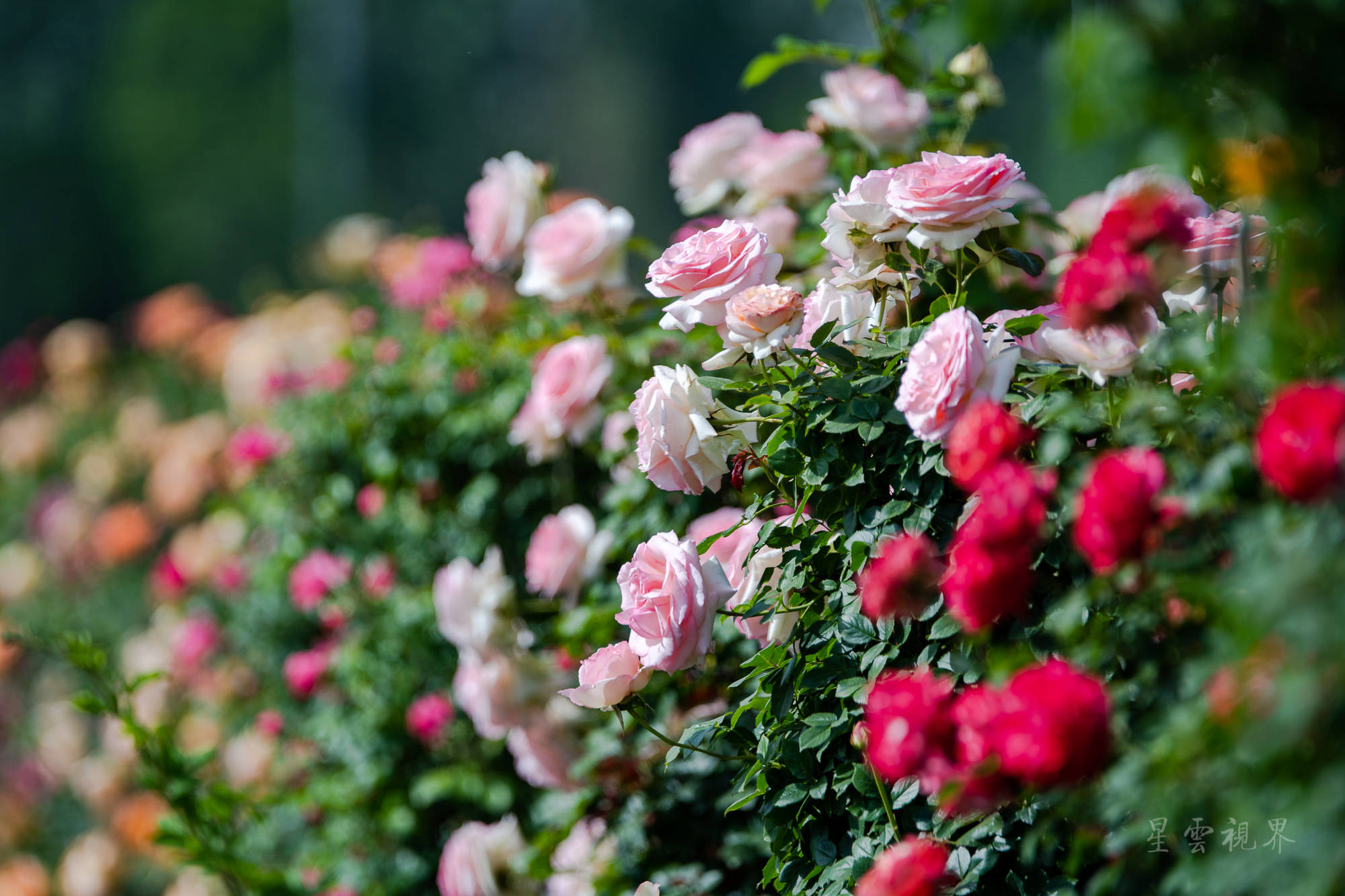 "月季花开满院宣,芳香四溢沁青天",在花丛中穿行,注视月季娇艳的身影