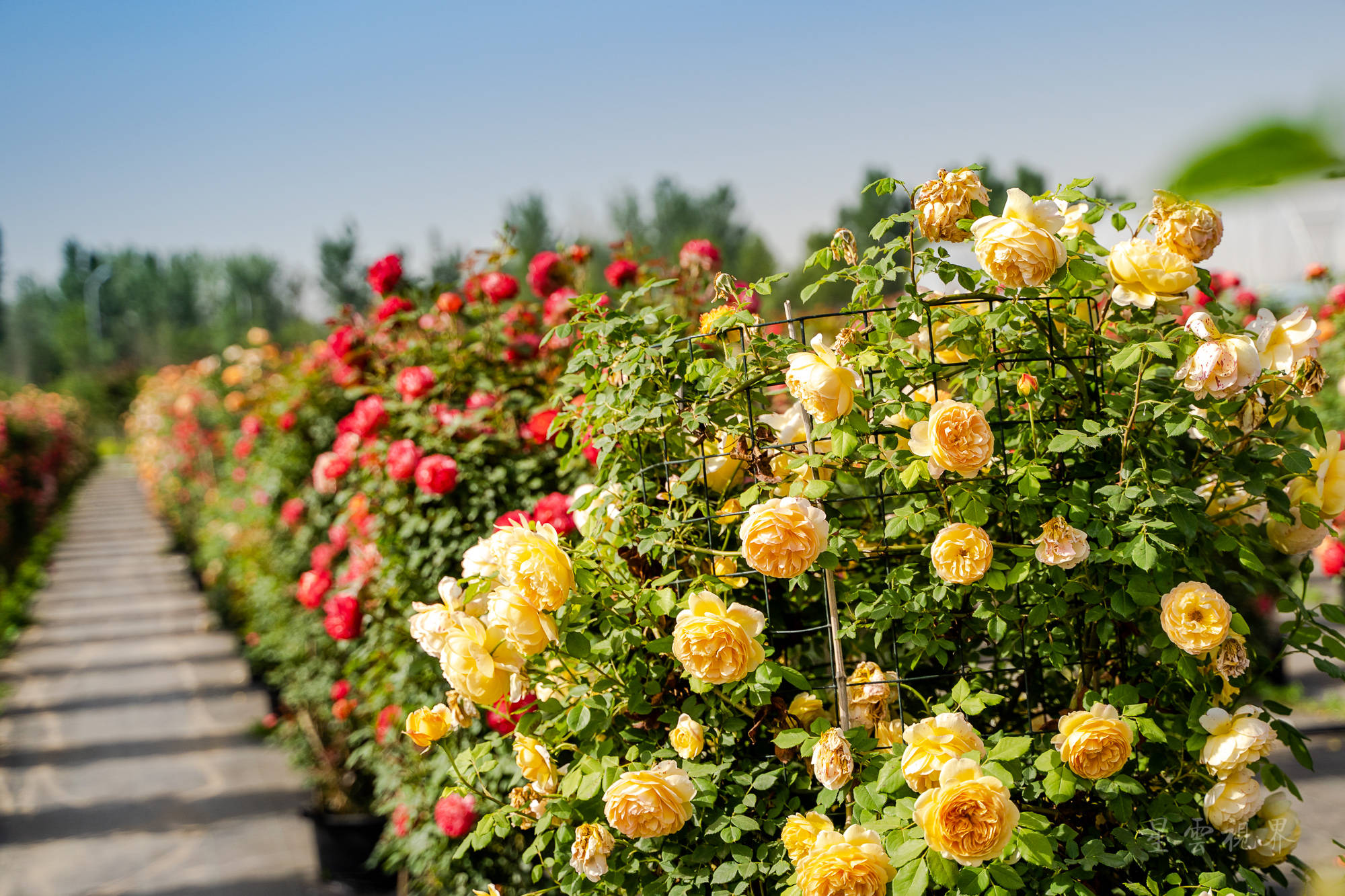 "月季花开满院宣,芳香四溢沁青天",在花丛中穿行,注视月季娇艳的身影