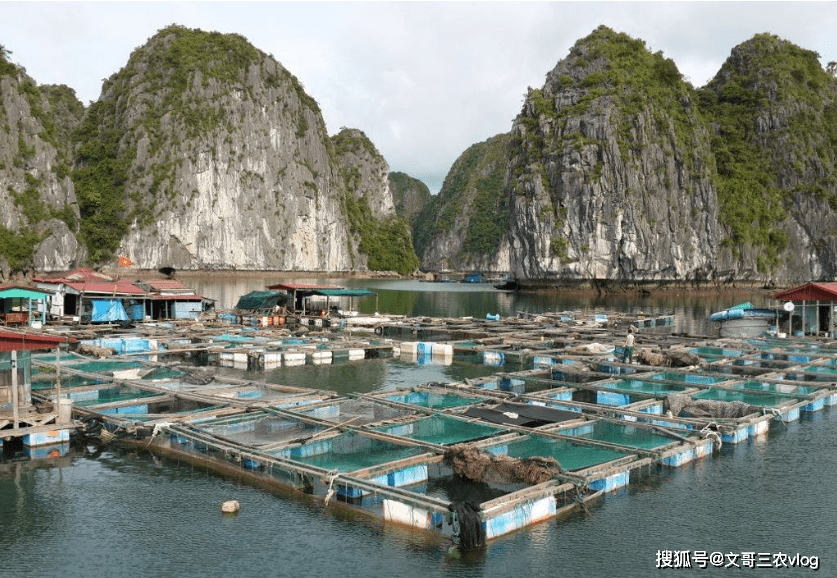 挖塘養魚不虧本,養殖什麼魚品種告訴你?怎麼飼養注意些什麼?