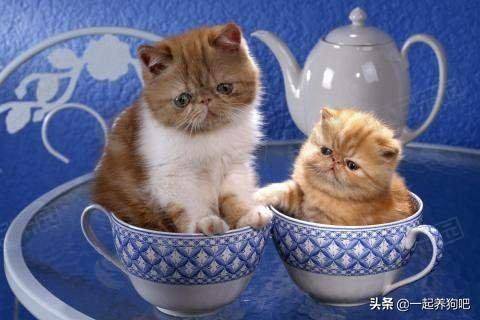 2020茶杯猫多少钱一只(茶杯猫最少多钱一只)-团团金服