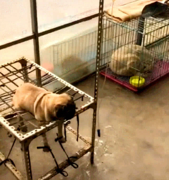 狗狗被五花大绑在椅子上,原以为是虐待戏码,背后真相笑哭网友