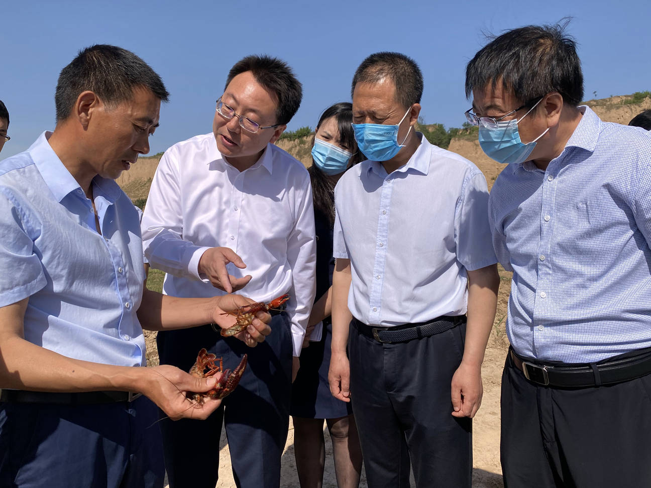 2020年省级重点项目:大荔县小龙虾产业融合示范项目一产养殖示范基地