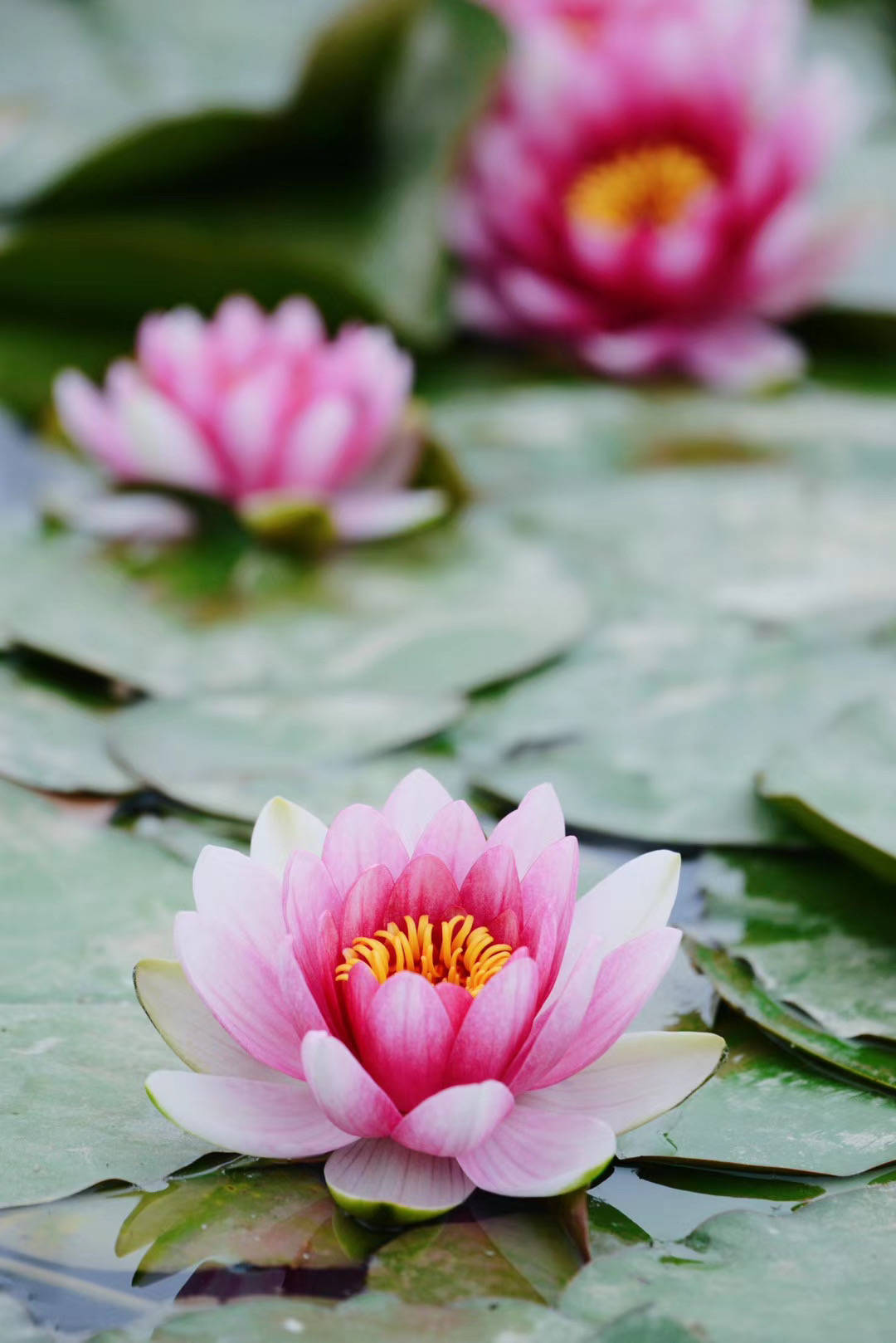 原創實拍北京南海子公園盛開的睡蓮花圖