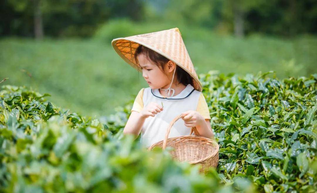 辞春迎夏采茶去，跟奇骏翻越茶山品香茗