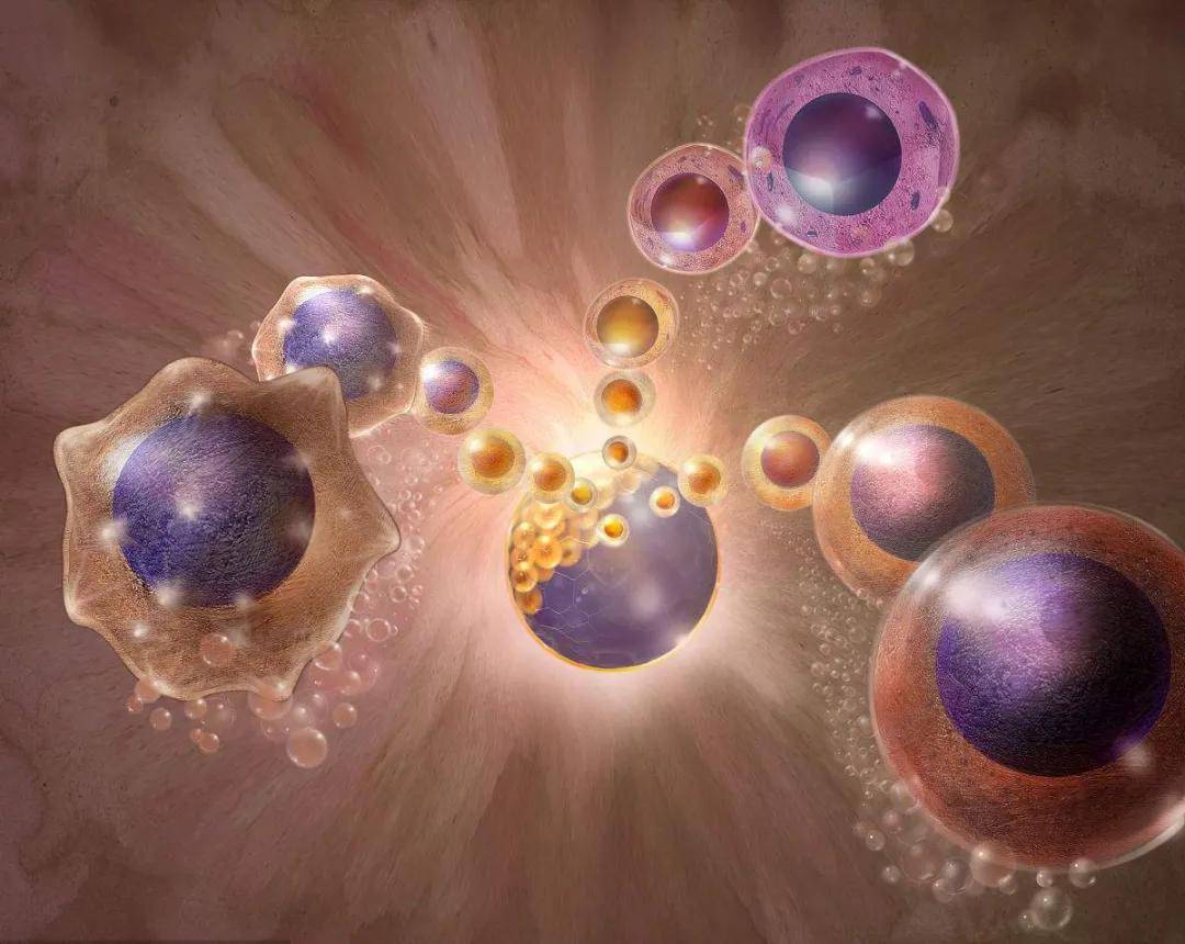 医学革命自体干细胞