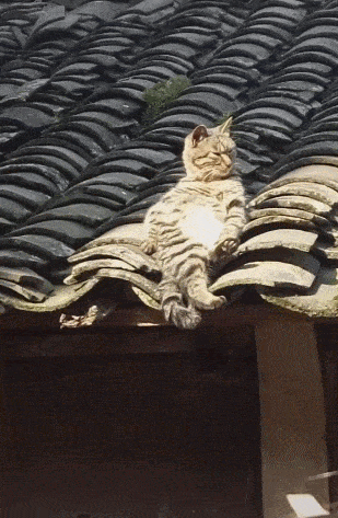 原创猫咪跑到瓦房上面晒太阳,悠闲自在,网友:处境很危险!
