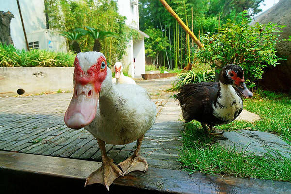 向往的生活里大家认识了尼古拉斯彩灯,这里也有这种番鸭,而且对人很