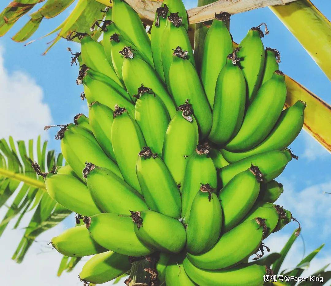 paperking分享香蕉生存史人类和病菌的演化比赛鹦鹉螺