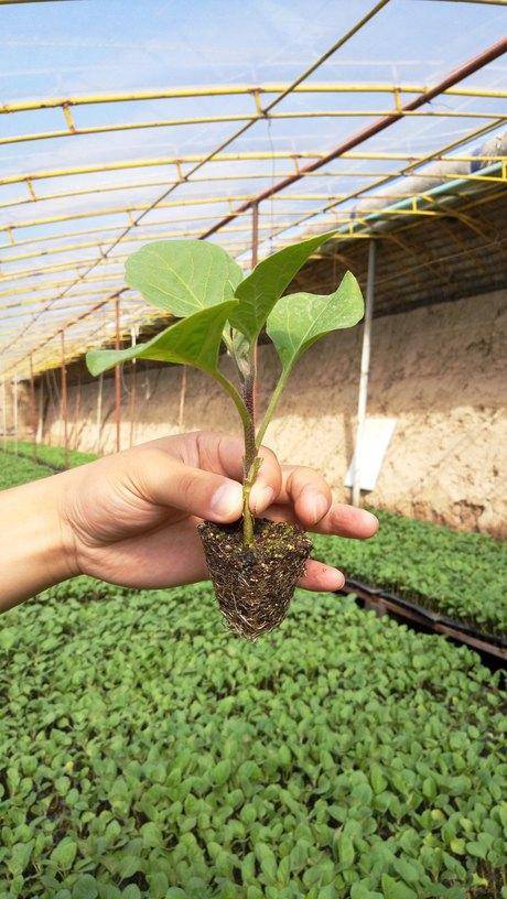 艾博特茄子砧木茄子專用砧木品種