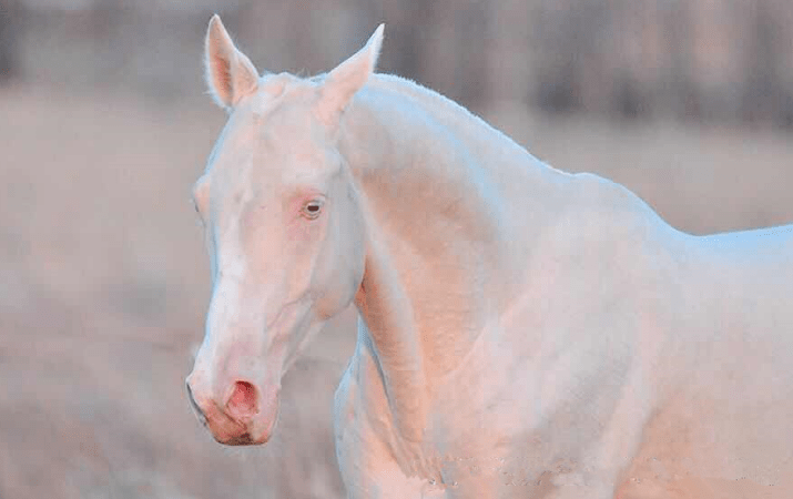 土库曼人视为国宝,汉武帝为其远征西域,汗血宝马究竟长啥样?