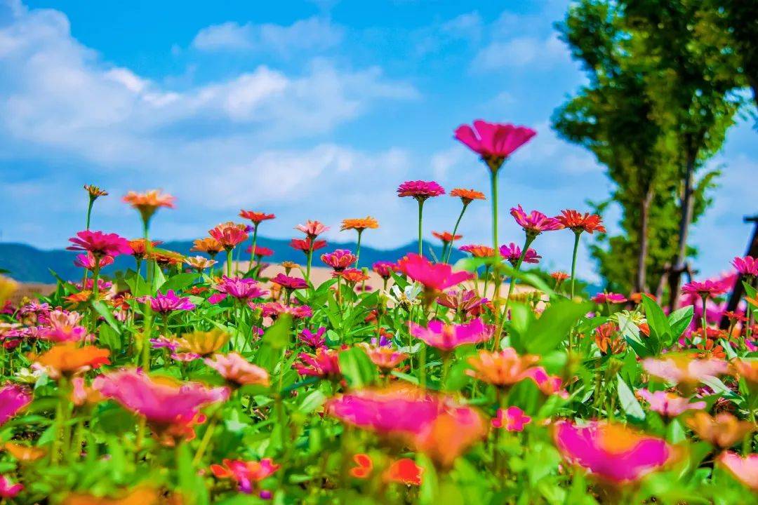 干货瑞金红都幸福花海的五月赏花指南