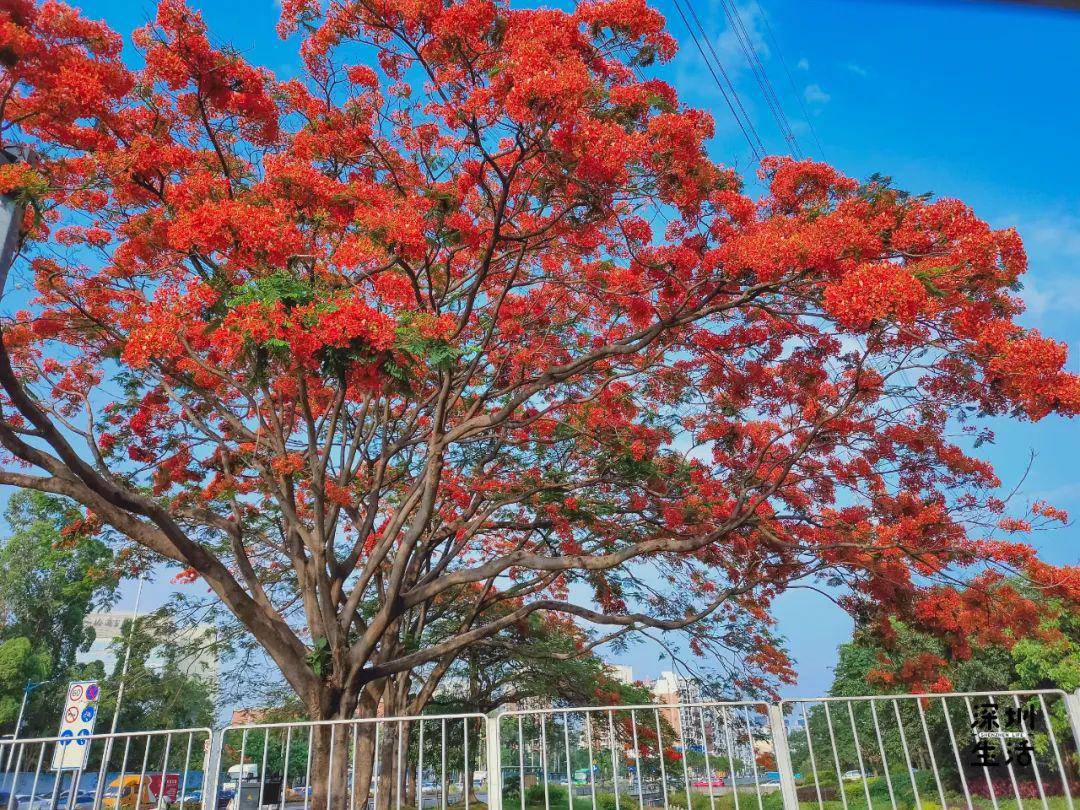 凤凰花又开,错过再等2年!深圳全城"花痴"!
