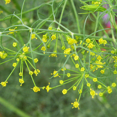 植物萃取精華:蒔蘿籽精油