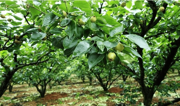 梨树夏季修剪管理技术要点