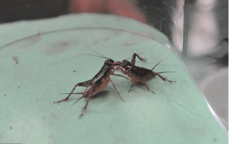 原创赏玩蟋蟀的由来