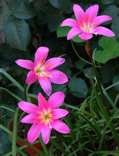 原创以为养了一把韭菜刚想吃了却开花开出一片粉色花海