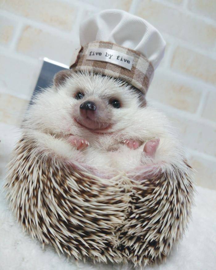 非洲迷你刺猬是可以当作宠物养的,个头很小,很呆萌,胆子也很小,性格