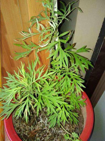 原创山上一种野草价值高名叫艾蒿作用做驱蚊除脚气效果好