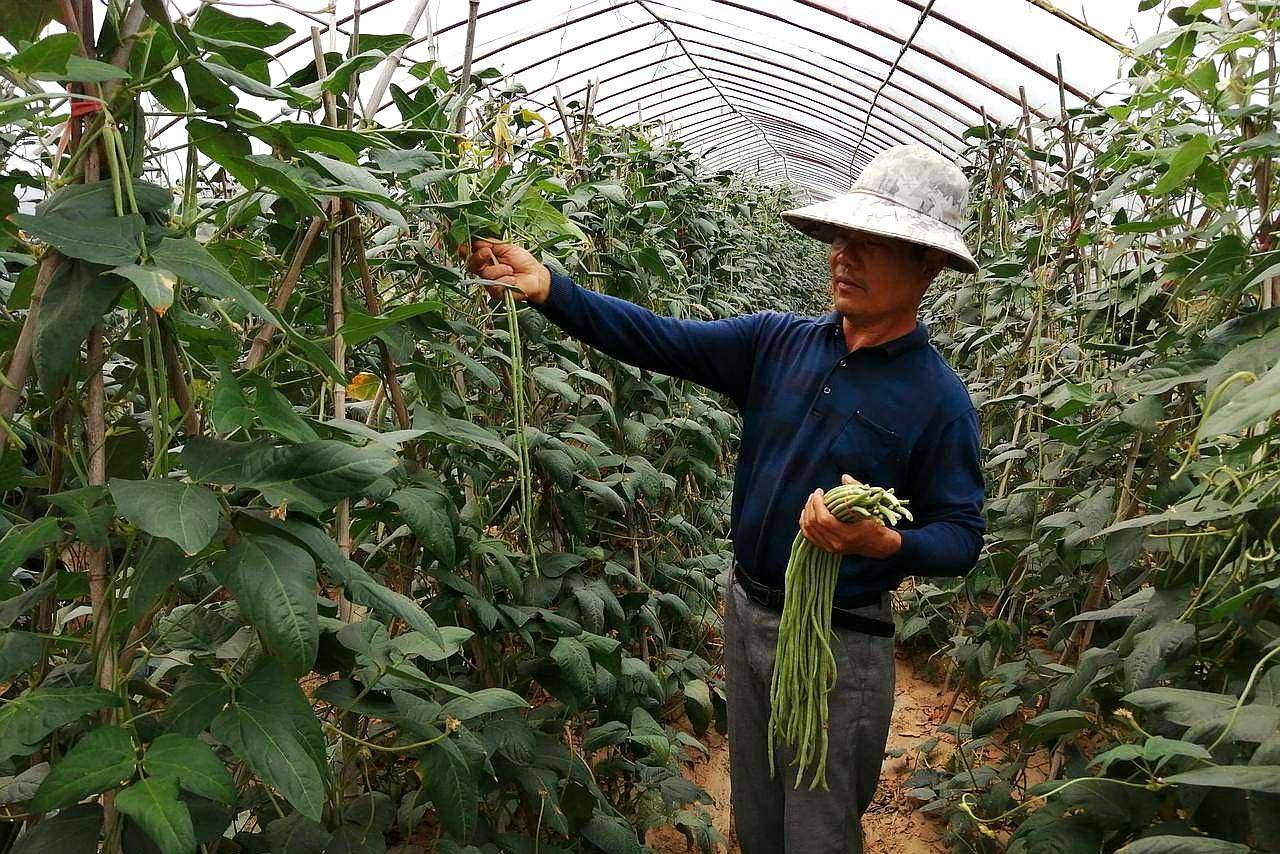 原创武汉市新洲区车家蔬菜种植专业合作社迎来蔬菜上市高潮