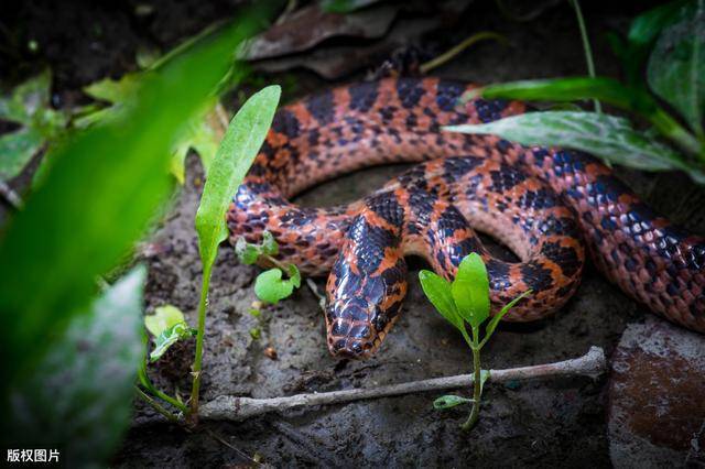 浅说五大家仙你所不知道的柳仙蛇