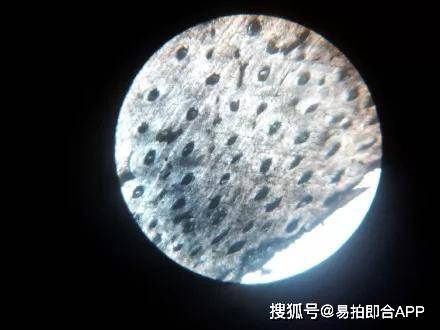 犀角合法了?带你揭秘文玩圈里鲜为人知的秘密!