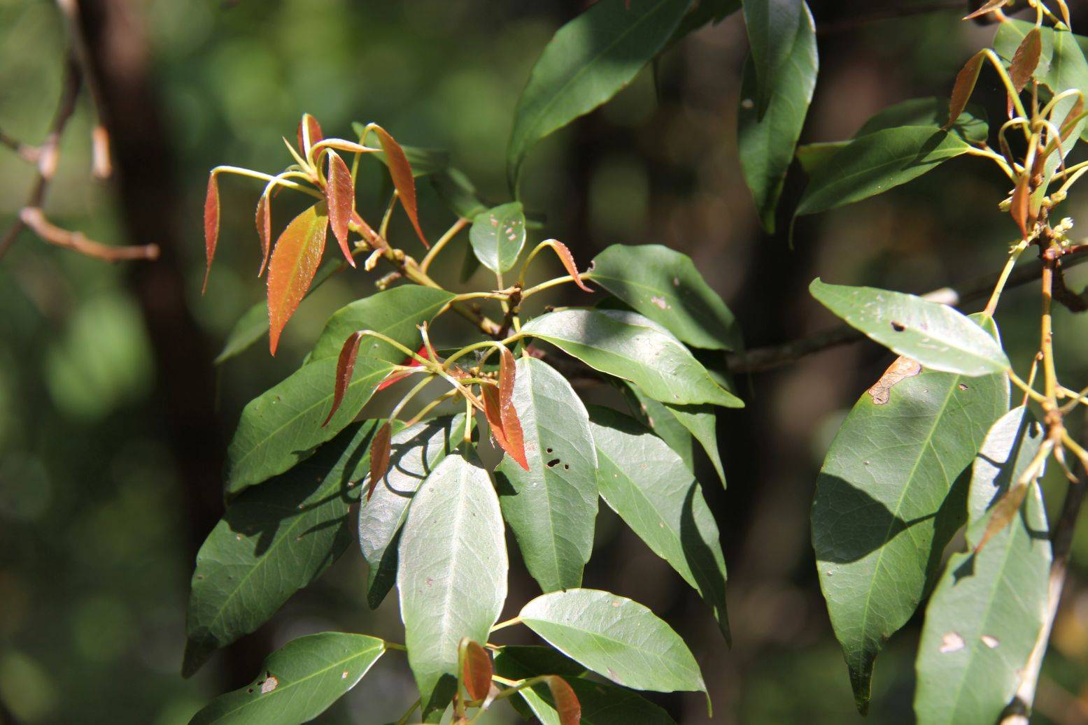 庆元植物1144-杜英科-杜英属-中华杜英_中国