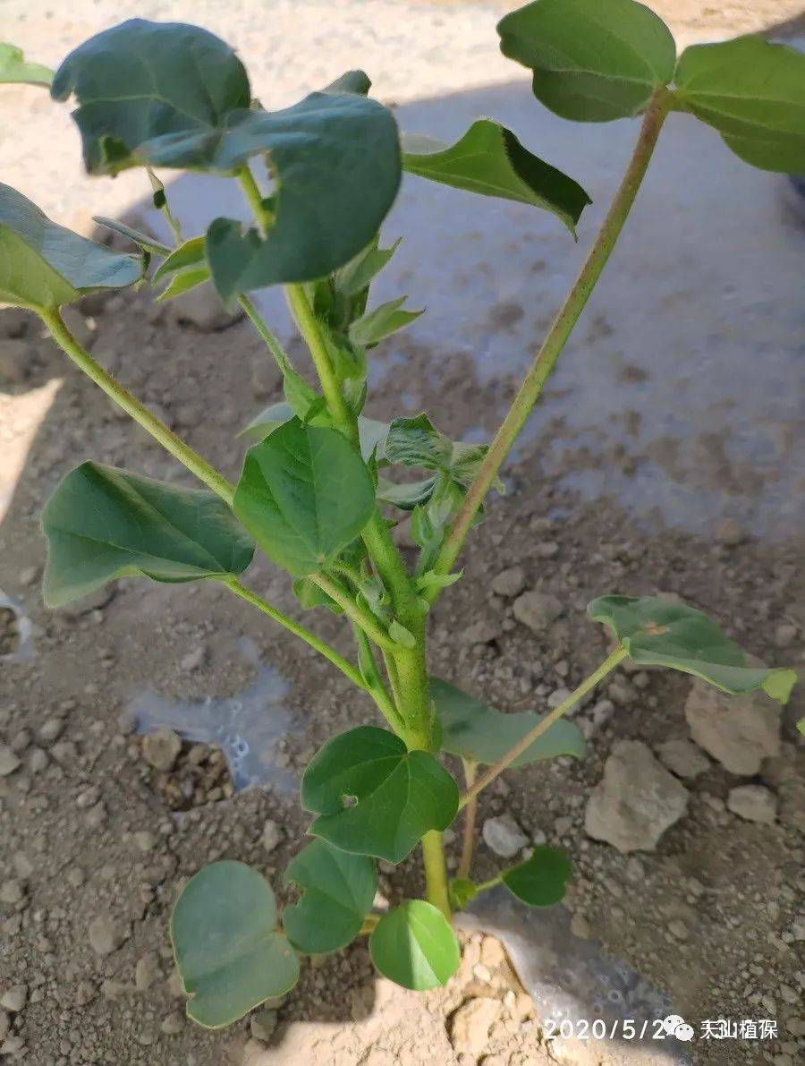 不怕棉花不长,就怕棉花旺长,你怎么看?