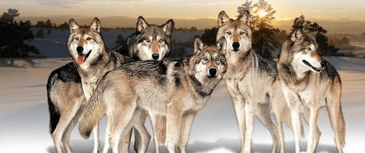 任正非:不懂三高,不抓三快,不盯三好,你拿什么带出狼性团队!