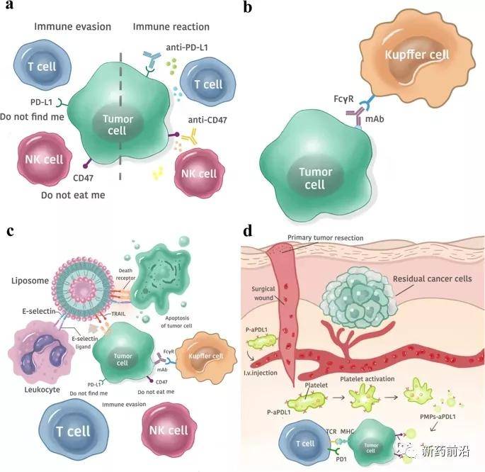 免疫檢查點療法:cd47和pd-l1的雙重抑制可抑制免疫逃逸,從而促進t細胞