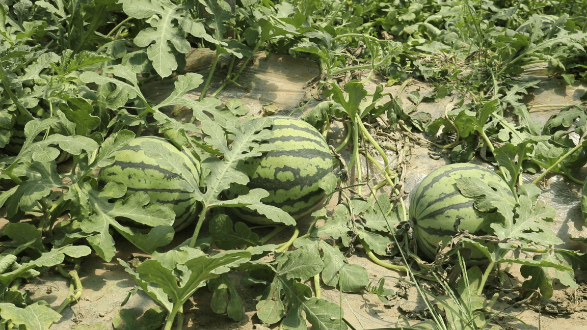 天津之眼看天津 走进静海台头镇 暨第六届台头西瓜文化旅游节圆满举办