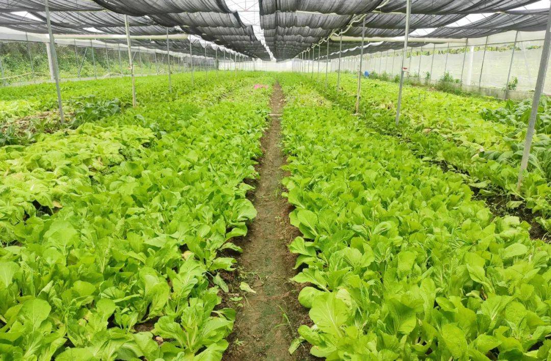 清甜爽脆的芥菜,你吃过吗?三坑这里每天卖出数千斤!_种植