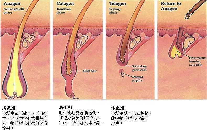 toga derma揭秘 | 比脫髮更可怕的是什麼?