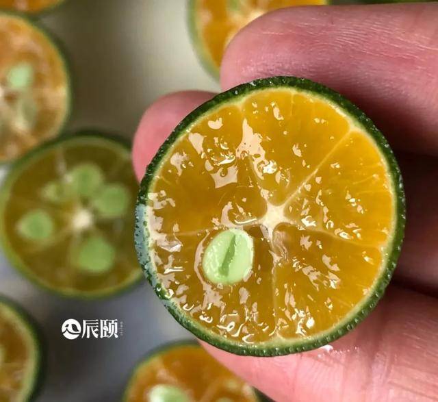 辰颐物语:夏日饮品中的一抹绿意,能让人瞬间凉爽,海南小青桔