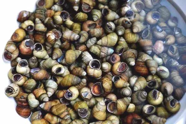 与溪水,河流内挖螺蛳不同的是,在仙宫湖捞溪螺可