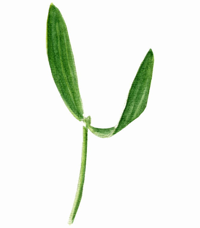 那些将幸运作为座右铭的植物……_四叶草