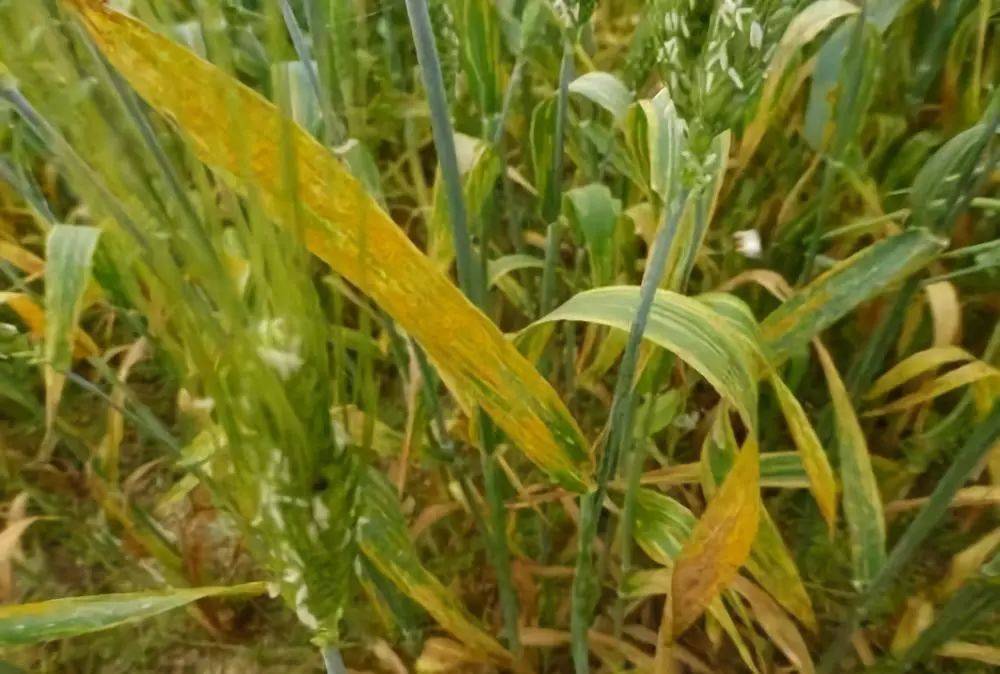 病虫害科普丨小麦黄矮病的危害与防治