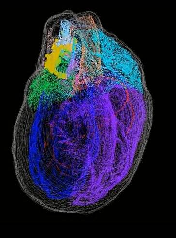 原创激光捕获显微切割技术获得获得首张心脏神经元3d图