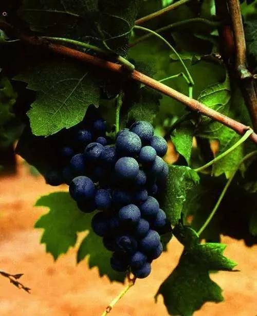 第五届"世界蛇龙珠日",让世界爱上中国葡萄酒!_葡萄酒网_vine100