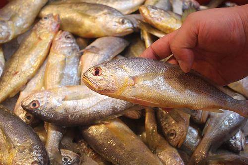 它吃起来的口感甚是嫩滑,比大的黄花鱼口感要好很多,它在近中层海域