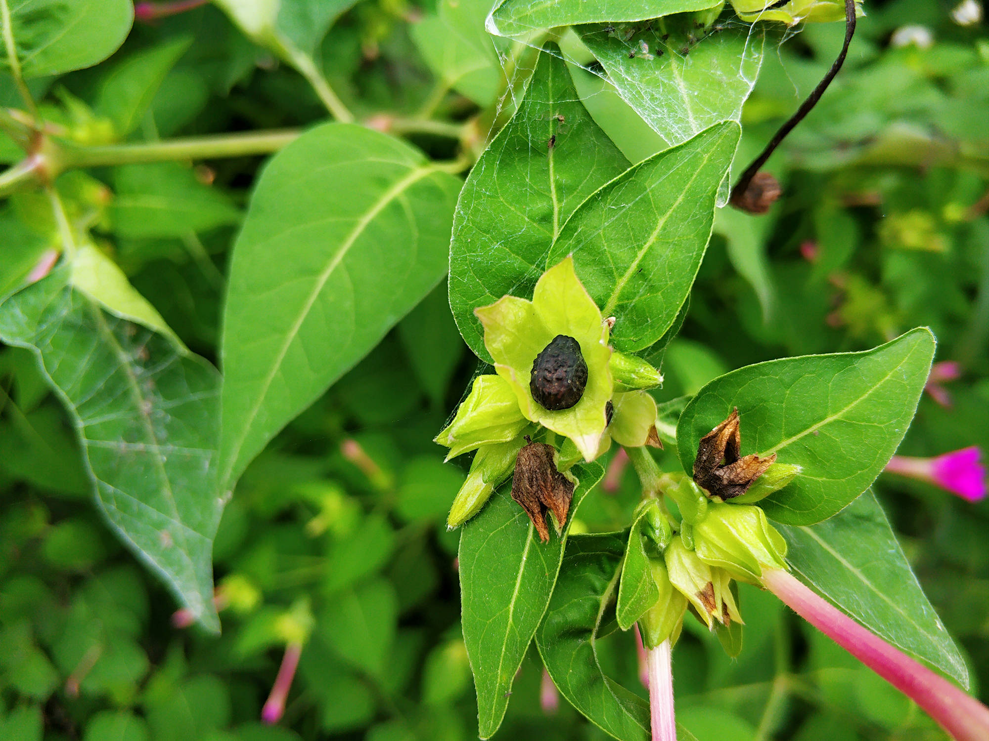 农村常见驱蚊野花,儿时当玩具,殊不知浑身是宝,果实可去粉刺