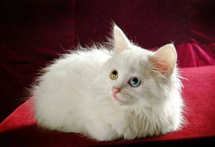 6位失宠者内心独白我的猫离开我之后