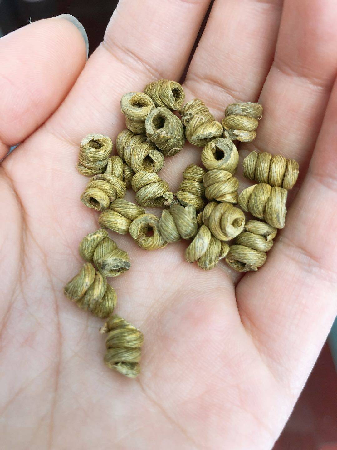 霍山石斛男人的加油站女人的美容院