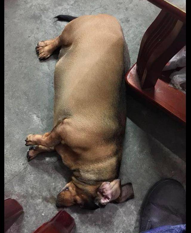 原创腊肠犬吃得太胖长肿瘤主人也没发现看它离开也释怀了解脱了
