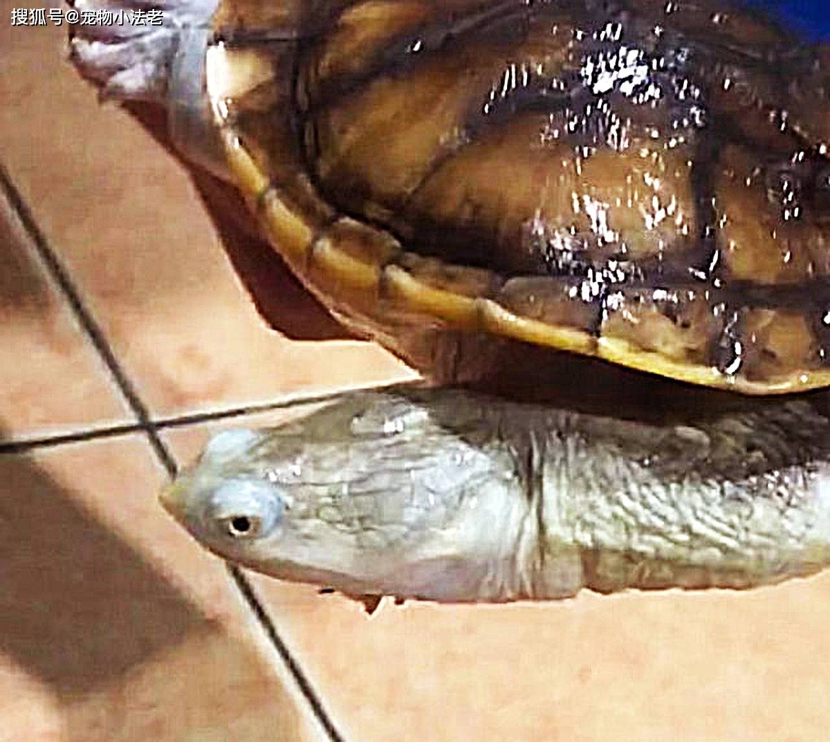 原创这种稀有的乌龟,你见过吗?它长着2个脑袋,被人称为双头龟